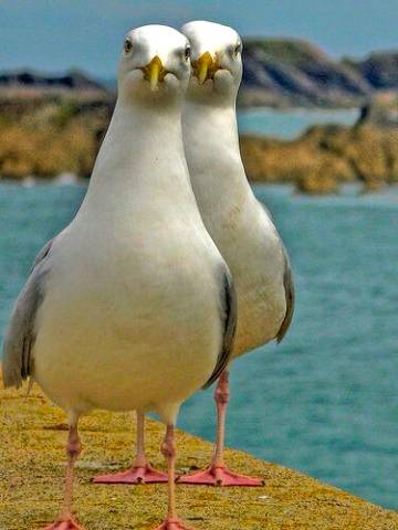 TOOGLE (2Gulls)💕💕
