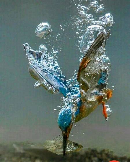 Bird bubbles 💕💕