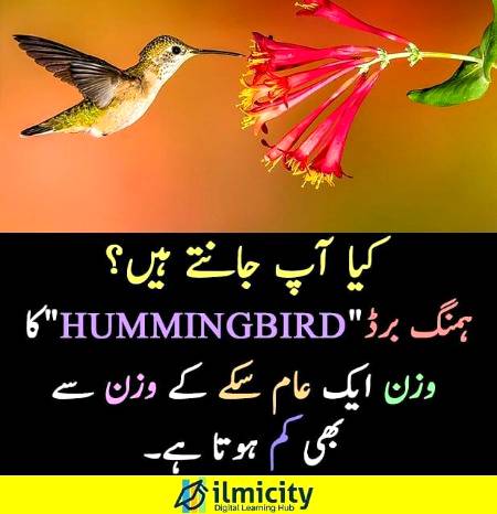 🔥🔥ilmicity🔥🔥