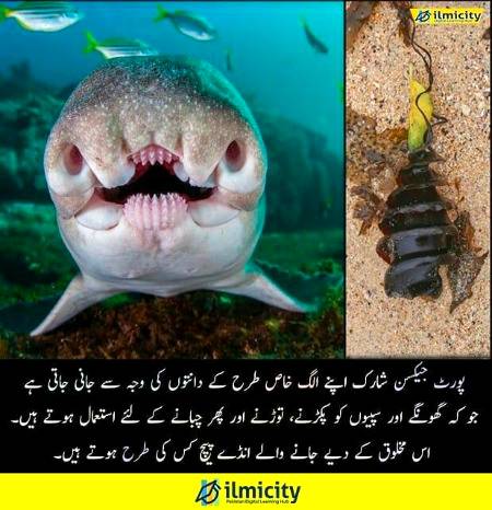 🔥🔥ilmicity🔥🔥