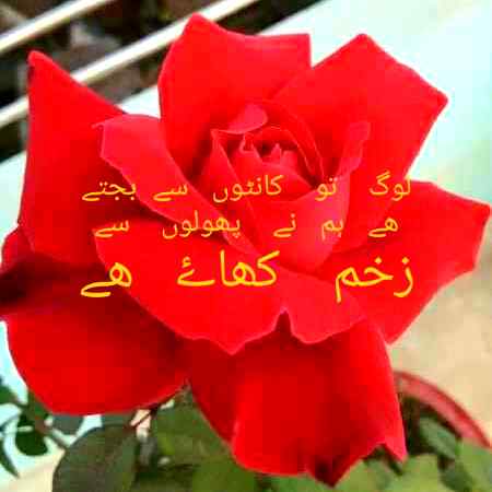 ❤❤❤🌹🌹🌹❤❤❤🌹🌹🌹🌹❤❤❤