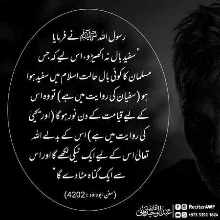 سفید بال نا اکھیڑو ❗