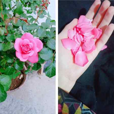 Meri tarah Sy yeh flower sb DD walo k liye 😍😍 and RAMAZAN MUBARAK 💓💓