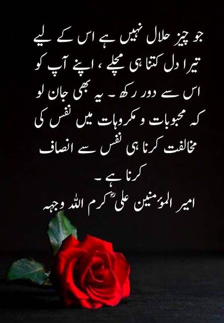 🌹🌹🌹صلی اللہ علی حبیبہ محمد نور من نوراللہ وعلی آلہ واہل بیتہ وعترتہ وازواجہ وصحبہ وجدہ وذریتہ و کل امتہ وبارک وسلم کثیراً کثیرا و دائماً ابدا 🌹🌹🌹