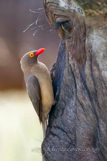 Birds have had million of years to evolve the colour and diversity that have inhibited the farthest, most inaccessible corners of the earth.