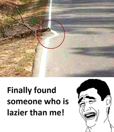 Finally found someone who is lazier then me!
