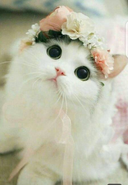 Mujhe loja lg rha hy😒