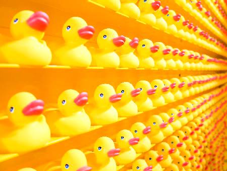 Love for ducks only