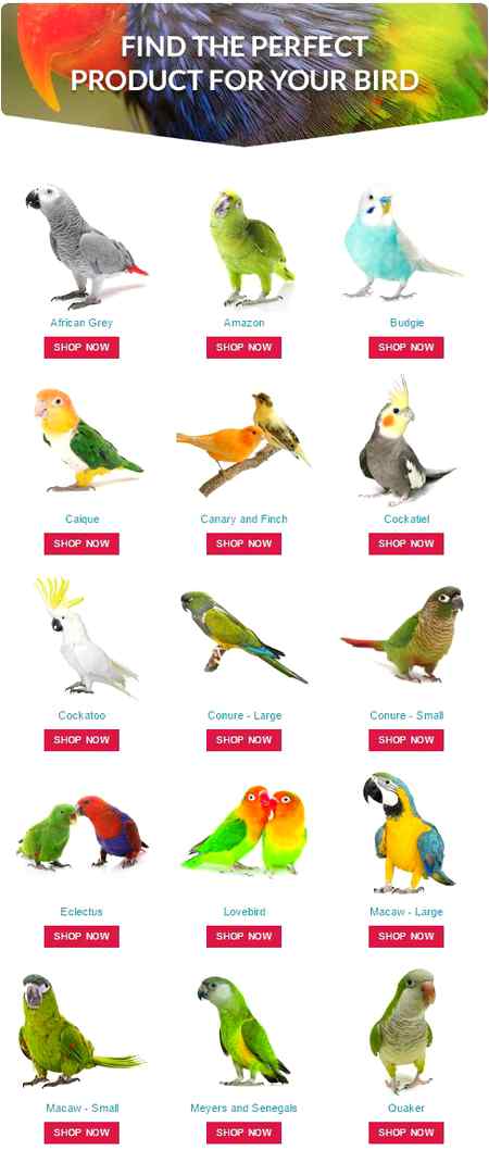 Kinds of parrot..