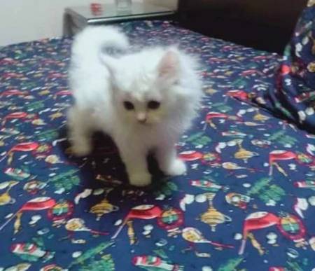 Mari  Billi mari marzi