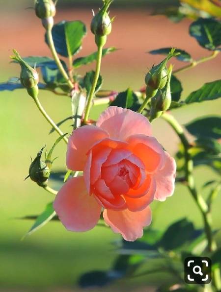 A's sallam o Aleykum