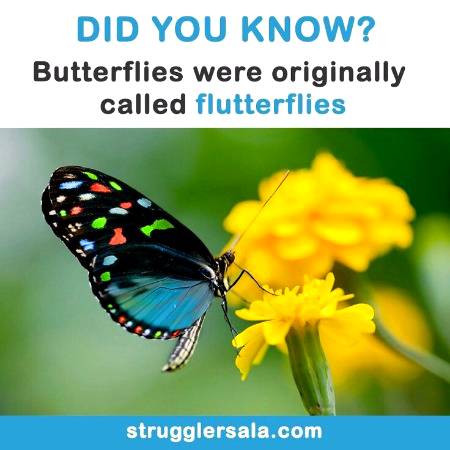 DID YOU KNOW??