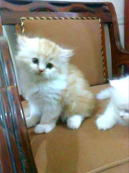 Meri peyari catu or iska name sweeti ha😊😊😻😻