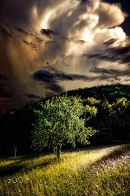 Beautiful edited pic of amazing tree🔥like