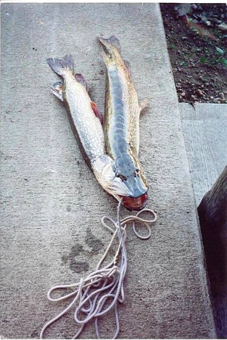 Fish with two Bodies and a single Head