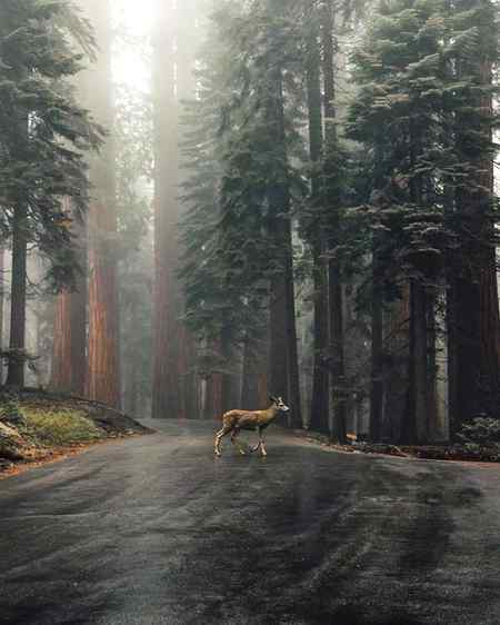 Sequoia national forest USA