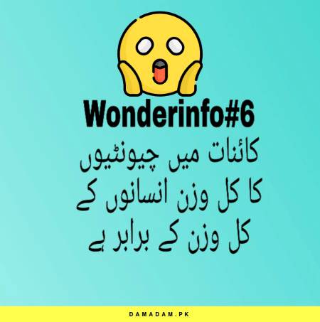 Wonderinfo_6