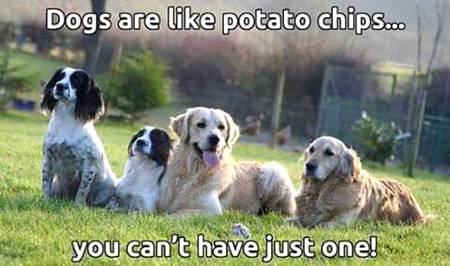 Dogs are best friends of humans👍