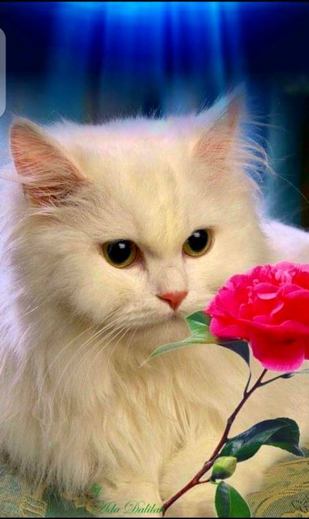 Ya phol ap k liy🙈