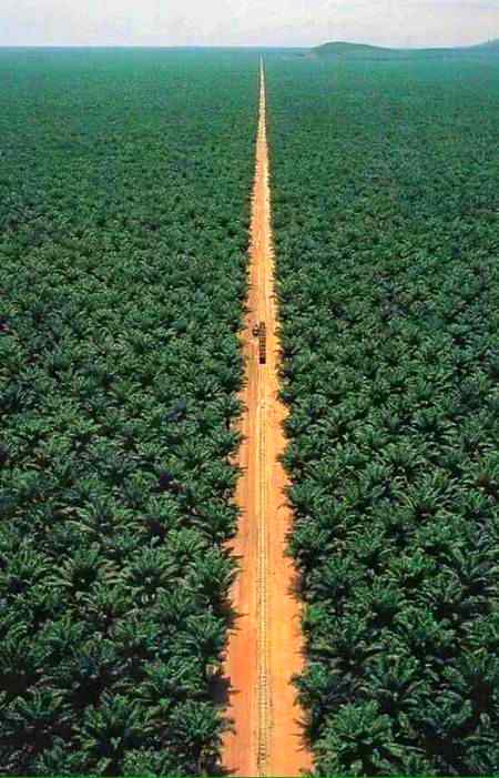 So big Dates Garden in Rayaz Saudi Arabia Only🇸🇦🇵🇰