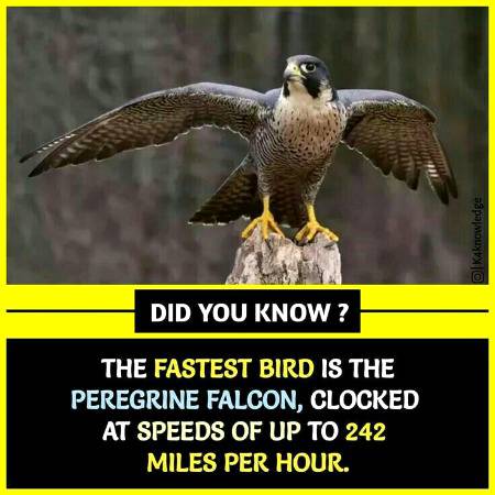 DID YOU KNOW??