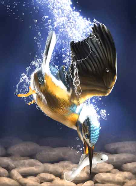 ...  underwater photography...