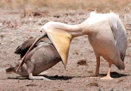 یہ پرندہ پہلی نظر میں آپ کو ظالم اور شکاری لگے گا جو دوسرے ایک سالم پرندے کو نگل رہا ہے.

لیکن حقیقت اس کے برعکس ہے،یہ سفید پرندہ ماں ہے اور منہ میں داخل پرندہ اس کا بچہ ہے.

ماں دور دراز سے کیڑے مکوڑے اور دانے تلاش کرکے لاتی ہے 
اور بچہ ماں کے منہ میں داخل ہو کر دانہ چگتا ہے.

روز مرہ کی زندگی میں ہمیں ایسے کئی مشاہدات ہوتے ہیں اور ہم پہلی ہی نظر میں رائے قائم کرکے بدظن ہو کر آگے چل دیتے ہیں،اس تصویر میں ہمارے لئے سبق یہ ہے کہ ضروری نہیں جو دکھائی دے رہا ہو وہی حقیقت ہو... ہمارے والدین،استاد،بڑے ہمارے خیر خواہ ہوتے ہیں۔
حقیقت کئی بار ہماری نگاہوں سے اوجھل ہوتی ہے،اس لئے رائے قائم کرنے میں کبھی جلد بازی سے کام نہ لیں.