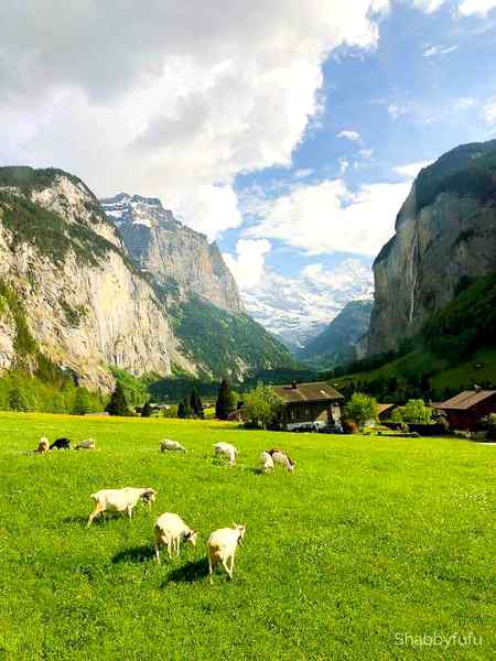 Beautifu landscape green Meadows scenery in Switzerland ✨✨