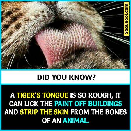 Did you know?... Knowledge