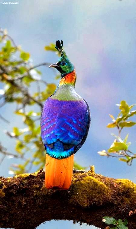 Rare bird photography 🐦