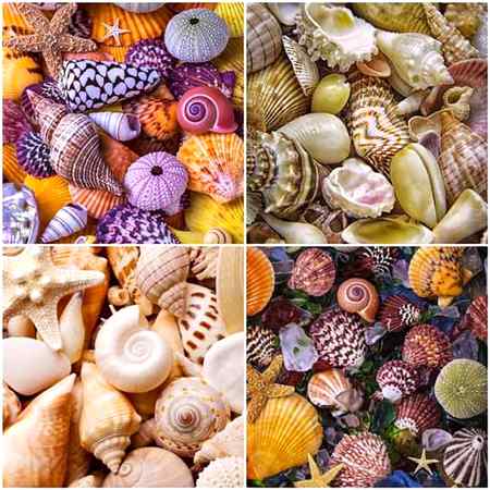 Beautiful sea shels