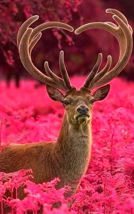 Wildlife photography!🦌