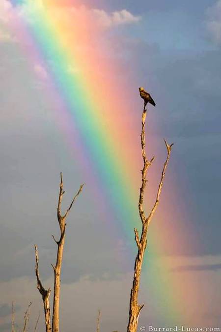 Beautiful wild bird..