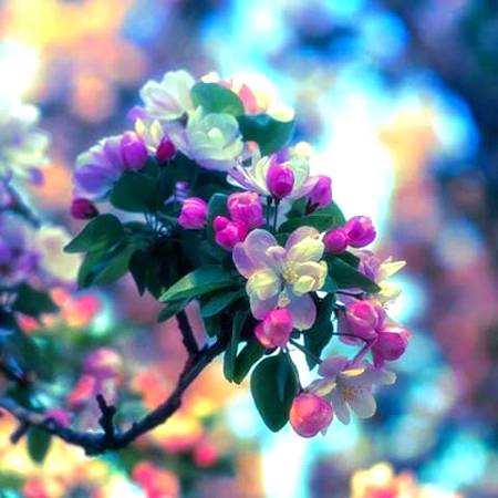 May your life be like these flowers beautiful ☺😊