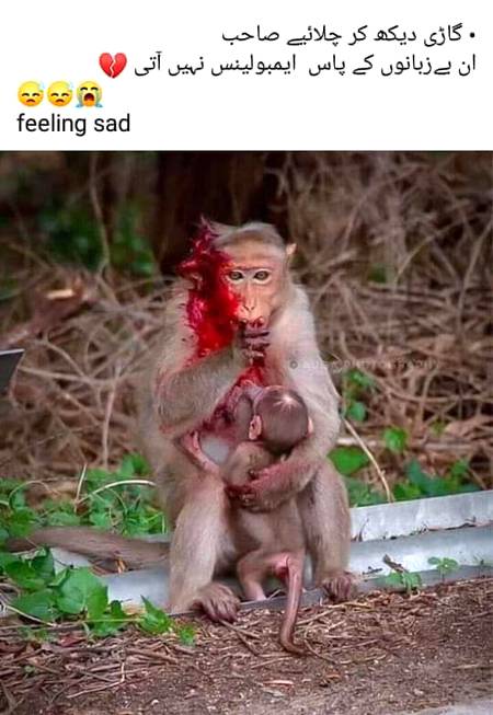Insaan hn lakin insanity nai hai 😓