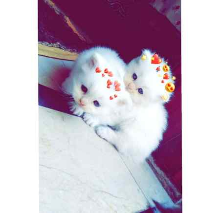 My cute cats 😍😍😘😘