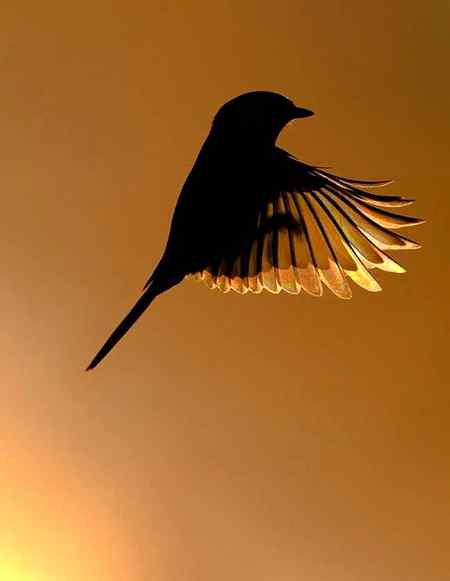 Amazing pic of sparrow that's flying 👌🏻
