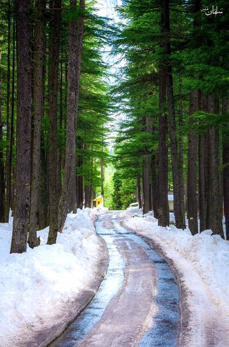 Kalam forest, Pakistan