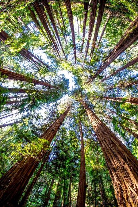 Fabulous view of tall tress in Pakistan...