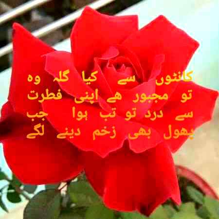 ⚘🌹🌷❤⚘🌹🌷❤⚘🌹🌷❤⚘🌹🌷❤⚘🌹🌷❤