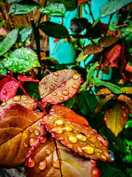 🌹ShukrAlhamdulillah🌹