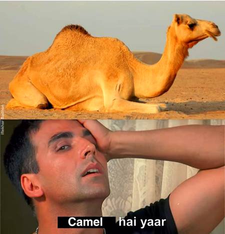 Camel mall