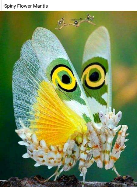 Spiny fLower mantis