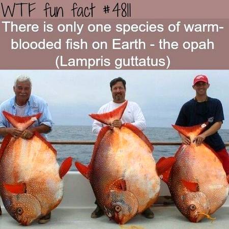 WTF fun fact