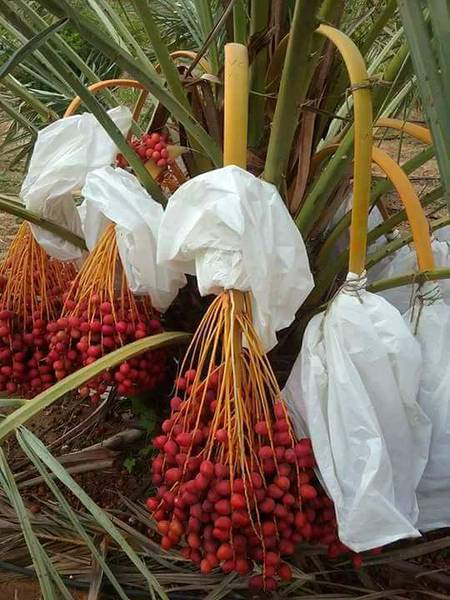 And Also cover the clusters of palm trees before the harvesting ( Saudi Arabia )