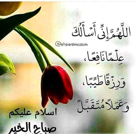 السلام عليكم ورحمة الله وبركاته صباح الخير 
🌹🌹🌹