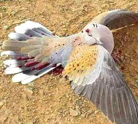 میرا گوشت تیرا کتنا نوالہ ہوگا جو تو نے مجھے لہو لہان کیا۔۔۔؟
مجھے جانے دیا ہوتا میرے بچوں کے پاس۔
میں تو نکلا تھا رزق کی تلاش میں اور آپ نے میری ننھی سی  ذندگی ہی چھین لی۔
کیا ملا آپ کو۔۔۔؟