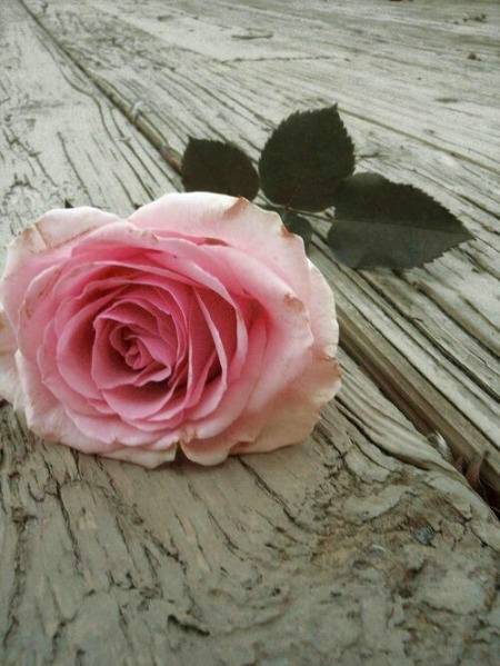 زندگی سسکی سے شروع ہو کر

ہچکی پر ختم ہونے والا مختصر ترین سفر ہے..!