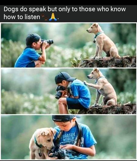 Lovely❤️-Dog🐕