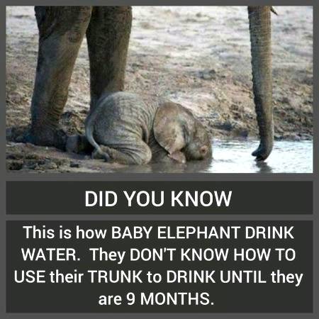 DID YOU KNOW??